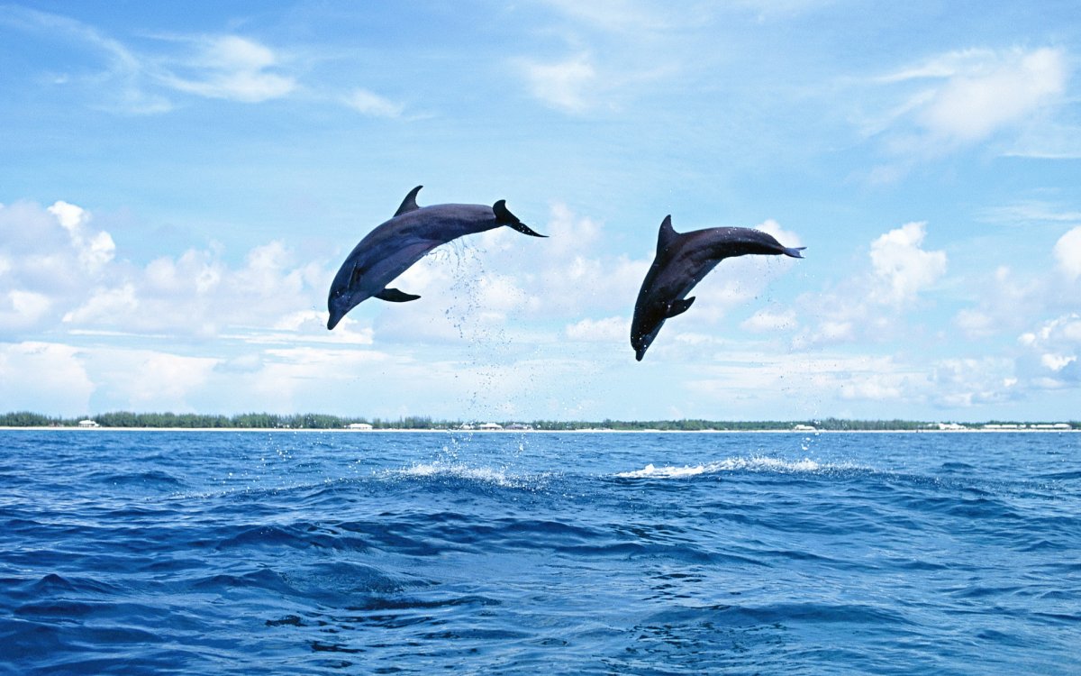 Дельфины в море
