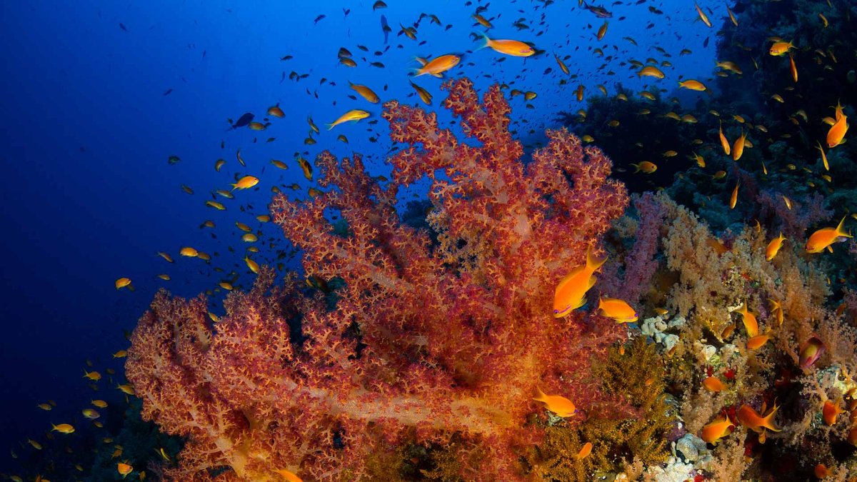 Красное море