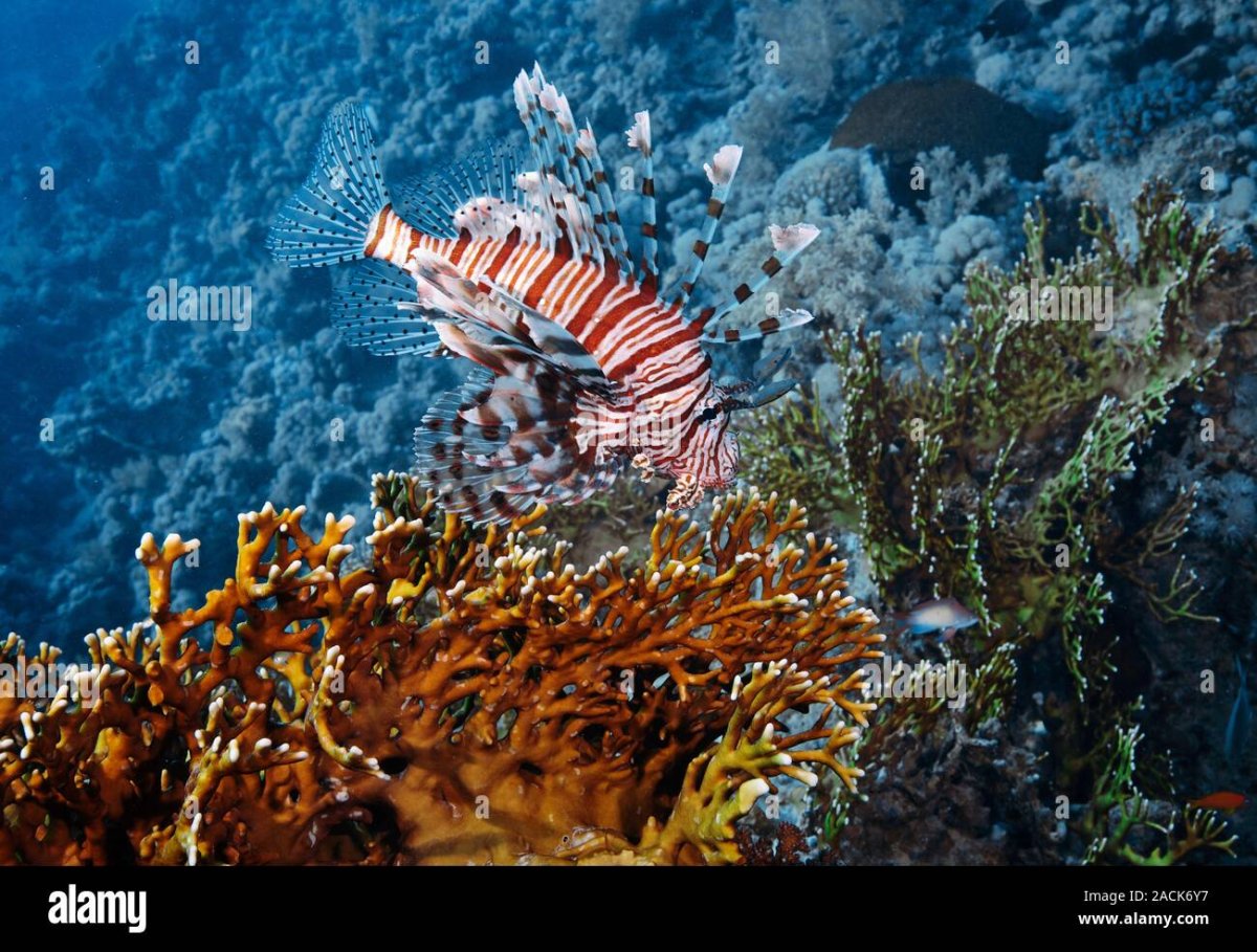 Подводный мир красного моря