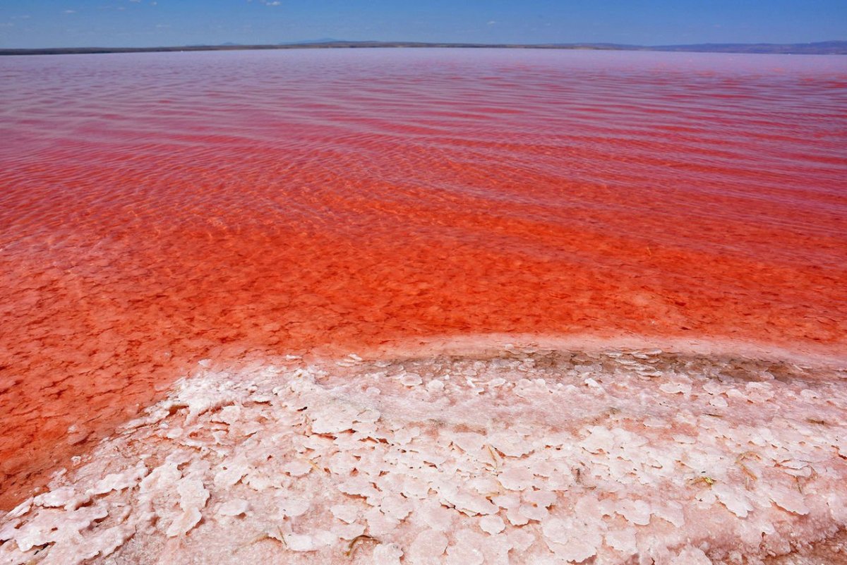 Dunaliella Salina озеро
