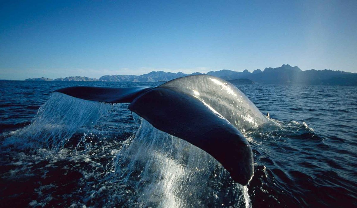 Голубой кит Balaenoptera musculus