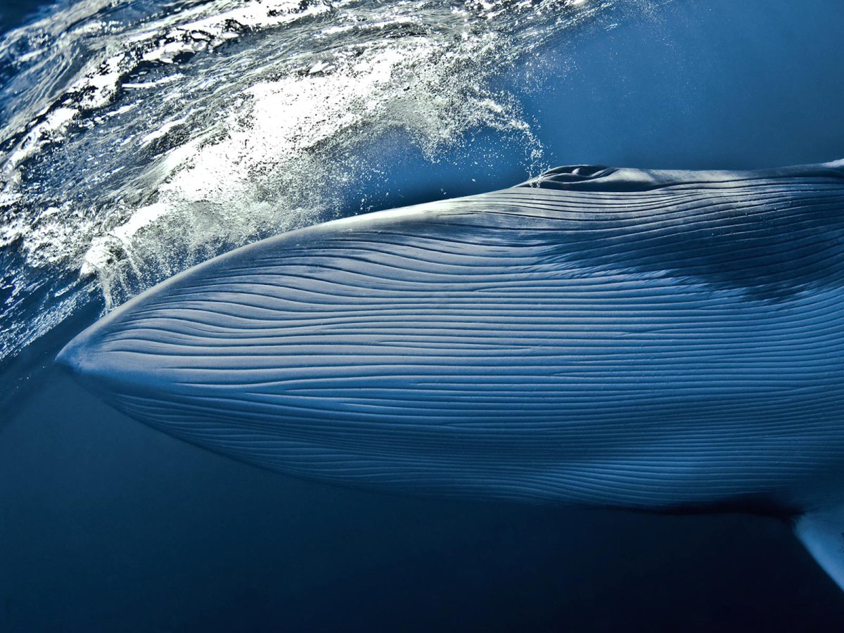 Голубой кит Balaenoptera musculus