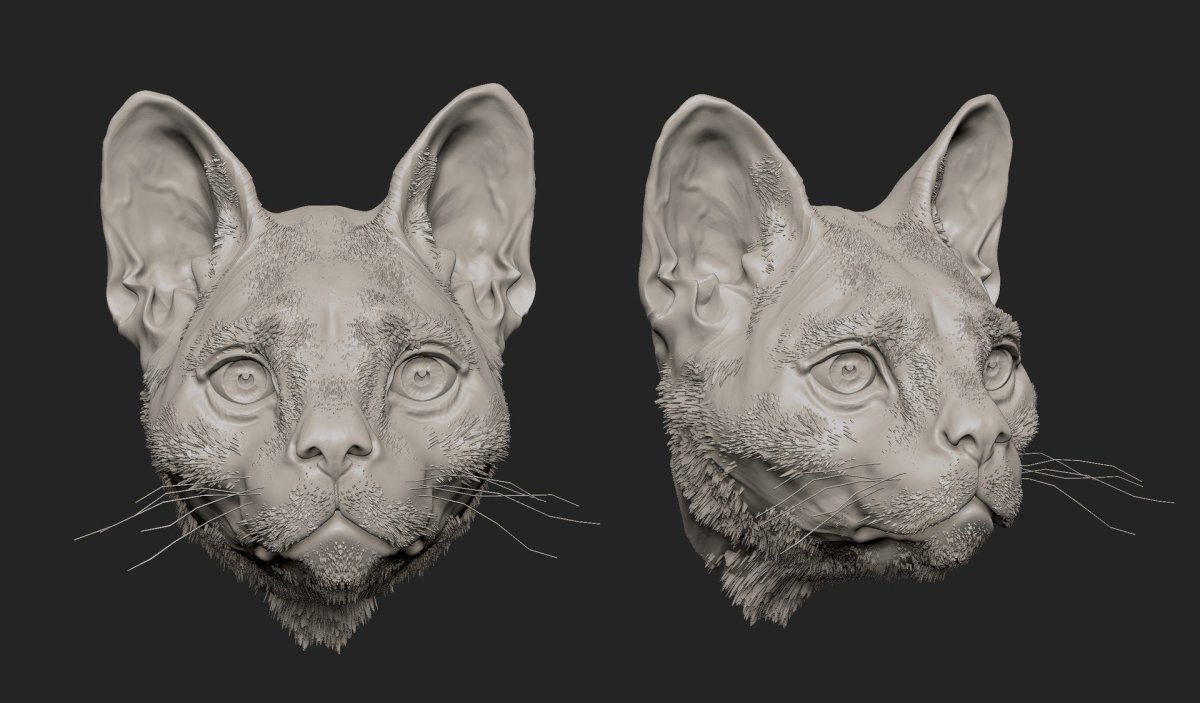 Кошачья морда с разных ракурсов