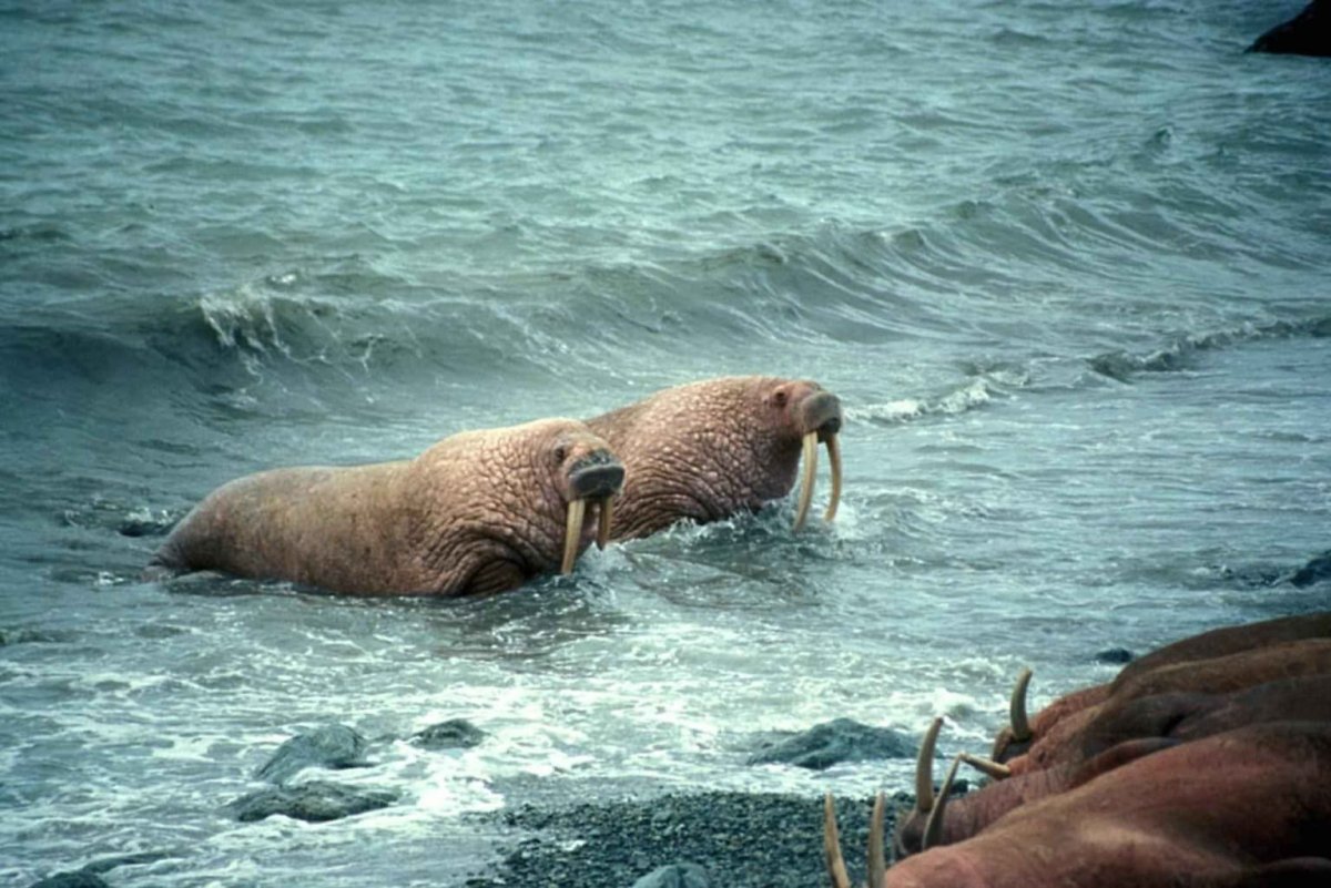 Морж в воде