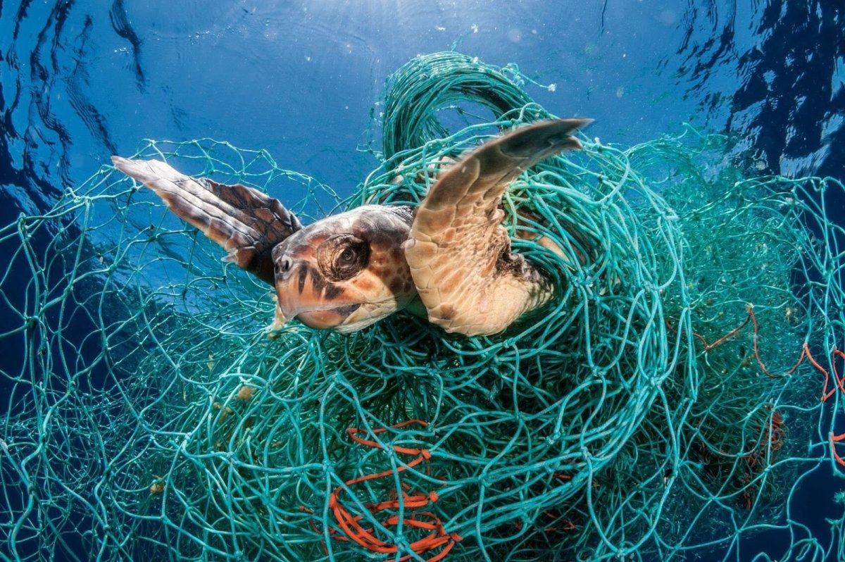 Пластик и морские обитатели