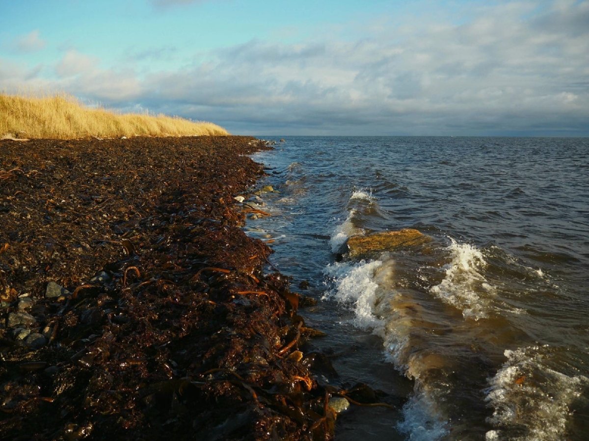 Белое море