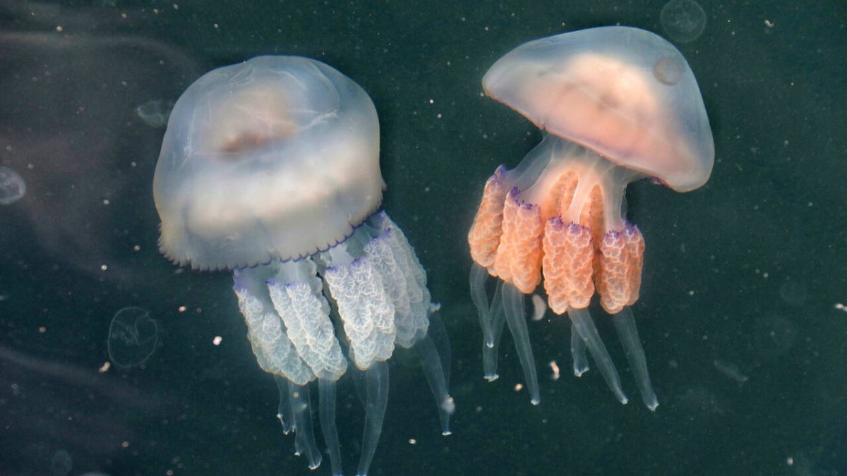 Медуза корнерот в черном море
