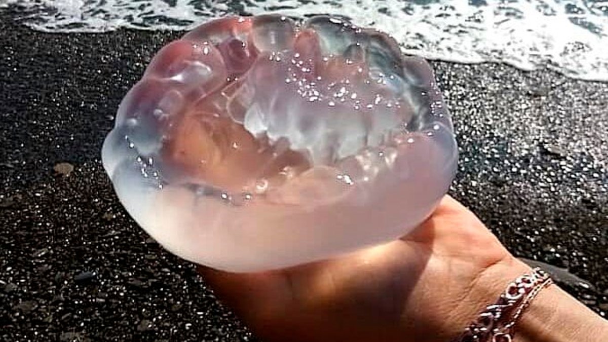 Медуза корнерот в черном море