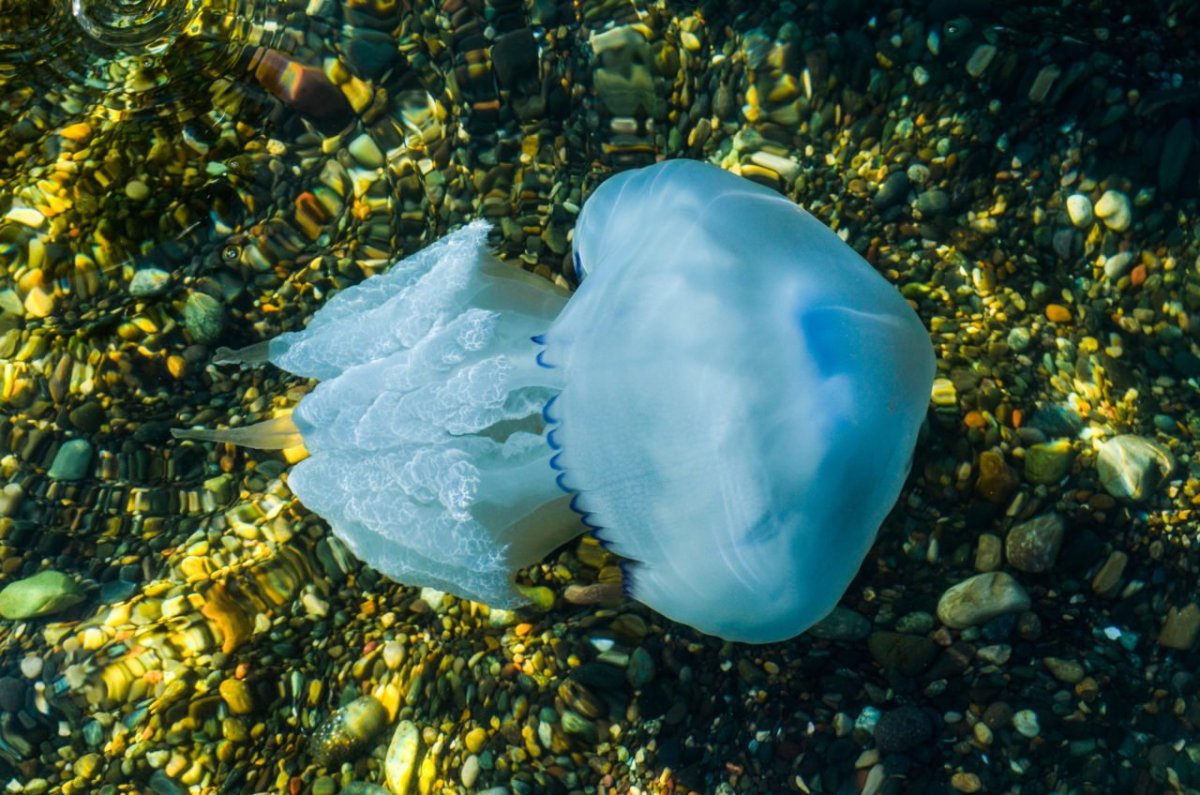 Медузы черного моря в Болгарии