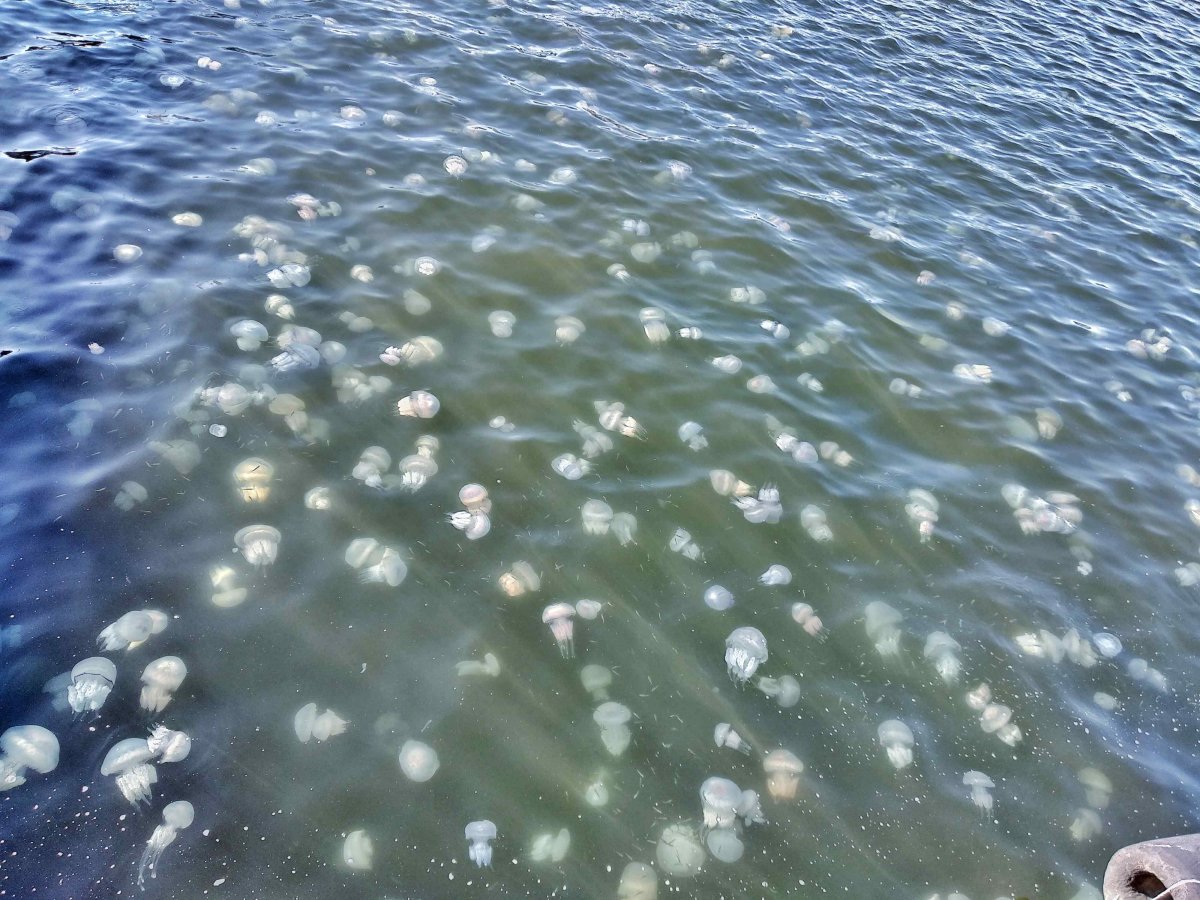 Корнерот в черном море