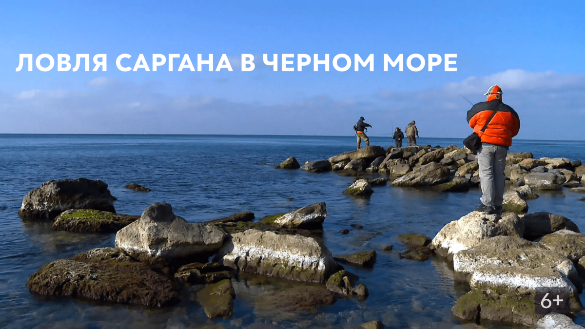 Сарган черного моря