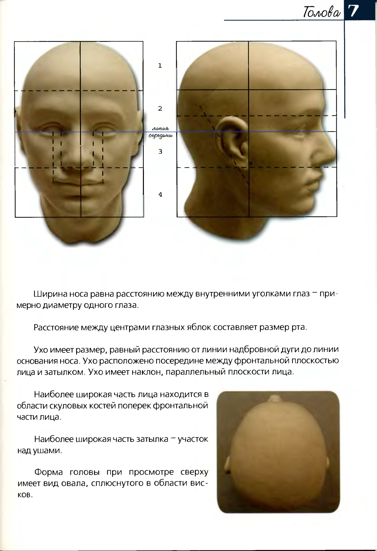 Основы лепки головы человека