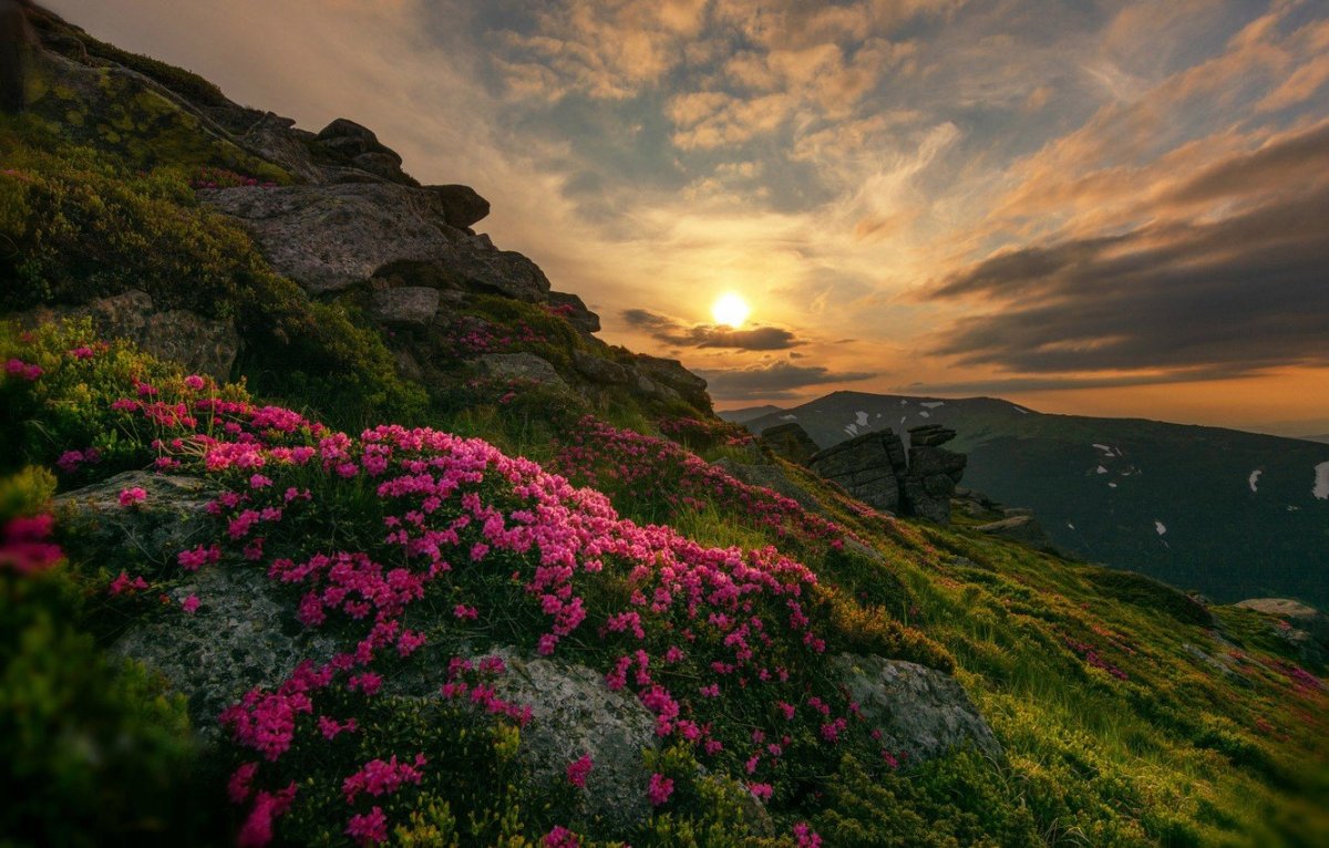 Рододендрон Швейцария