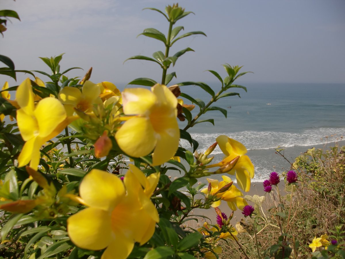 Jasminum officinale