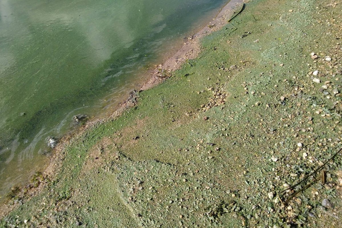 Шершнёвское водохранилище загрязнение