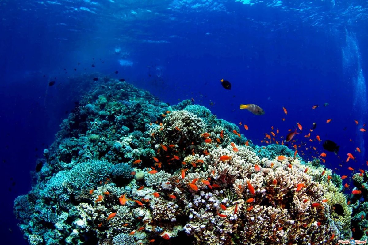 Красное море риф Шарм Эль Шейх