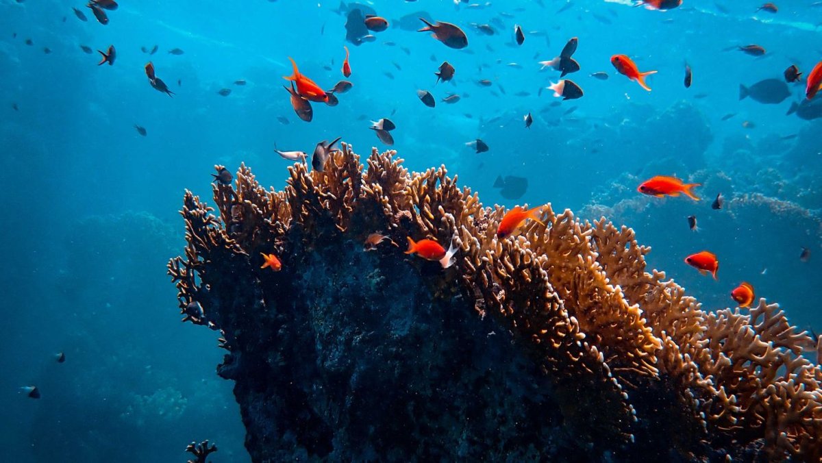 Кораллы красного моря