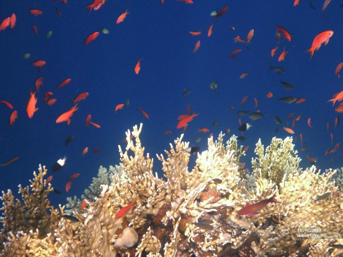 Красное море Хургада