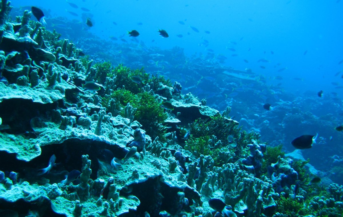 Филиппинское море дно