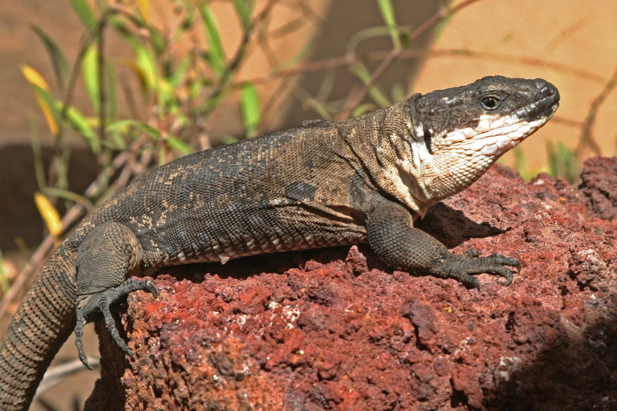 Gallotia bravoana