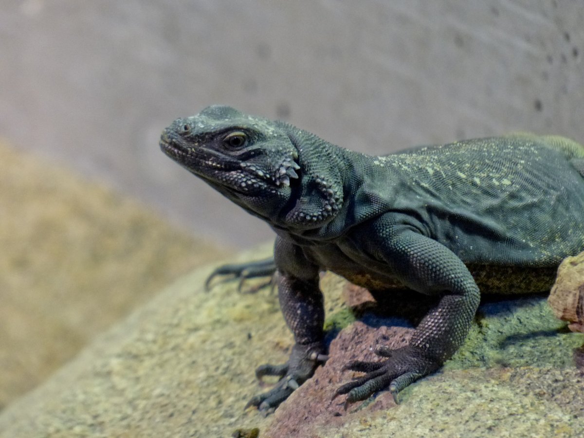 Desert Lizard