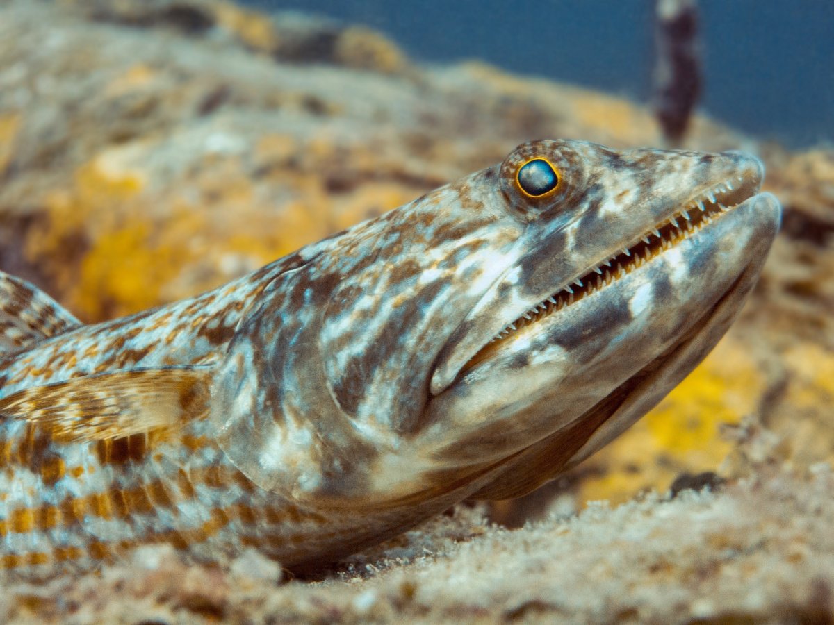 Synodus variegatus