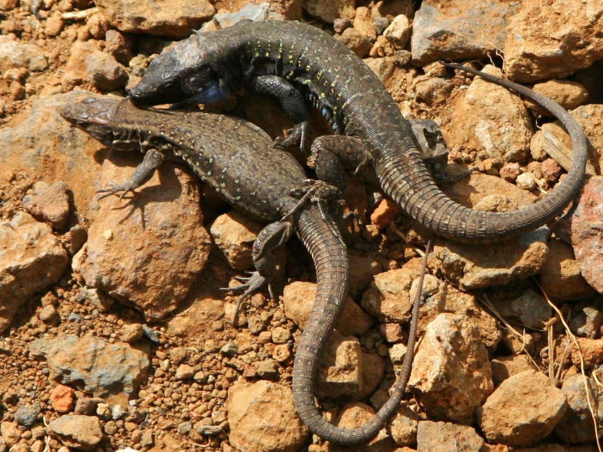 Gallotia galloti