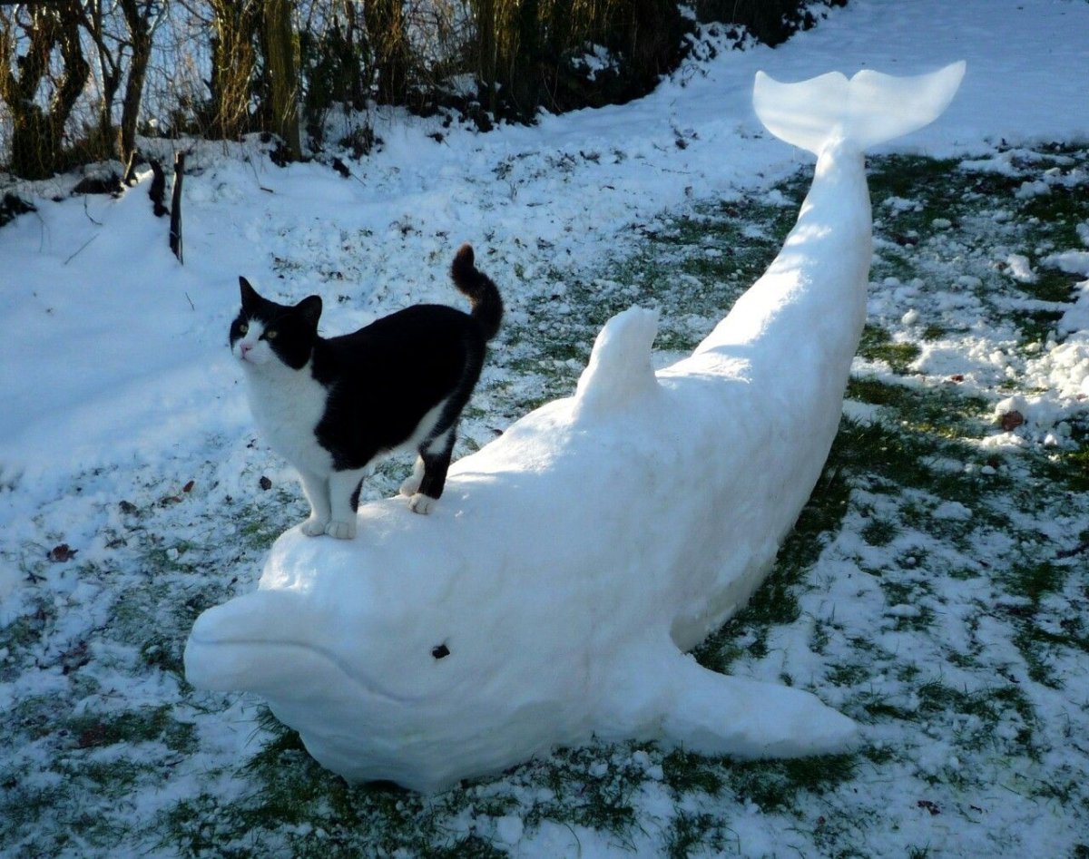 Звери из снега
