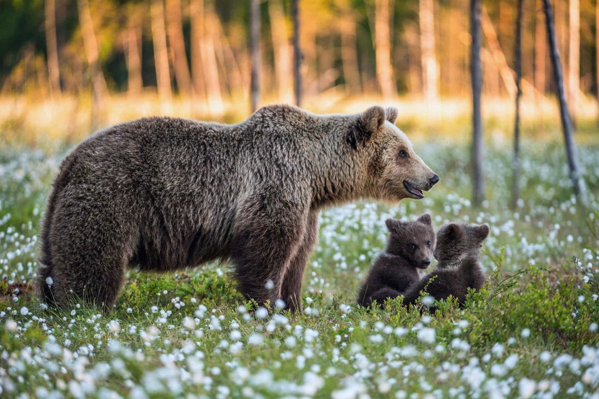 Bear in White Flowers