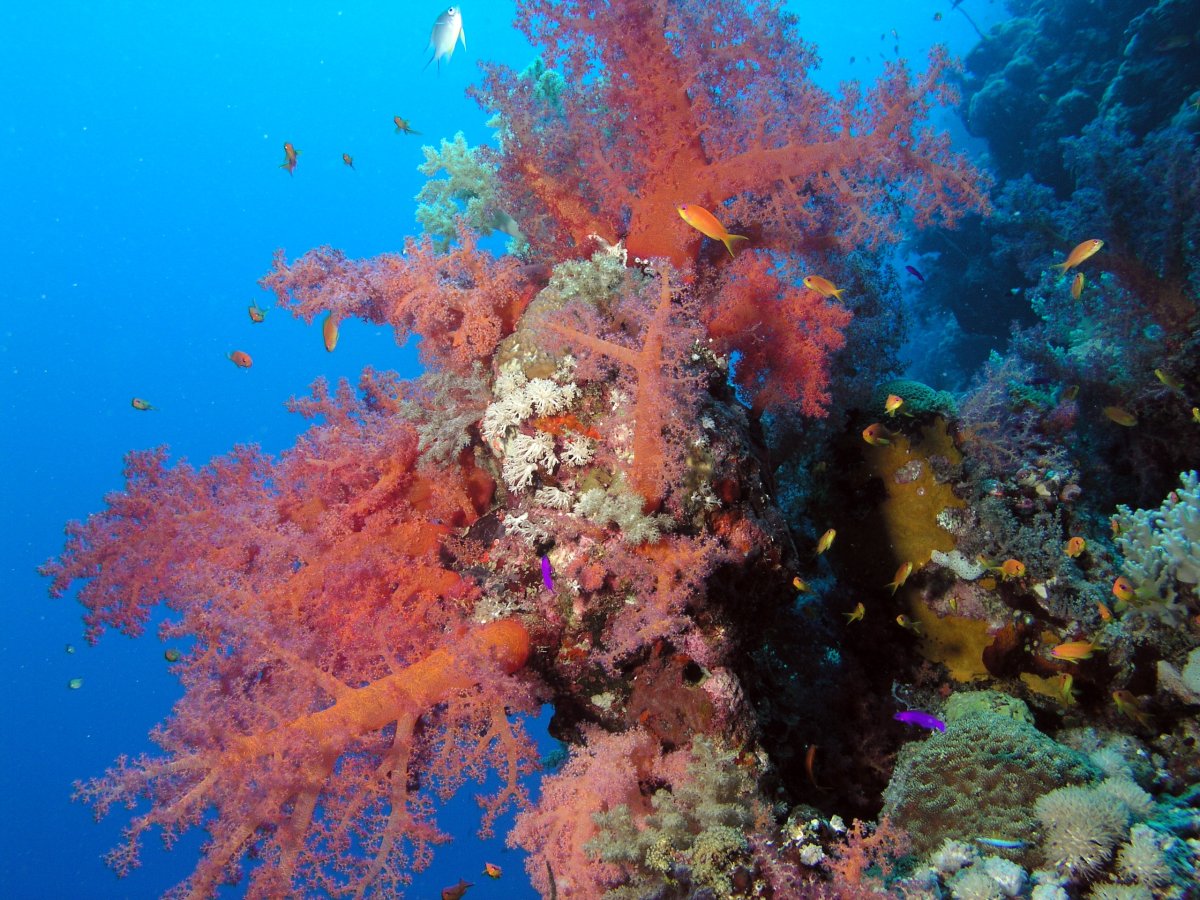 Красное море