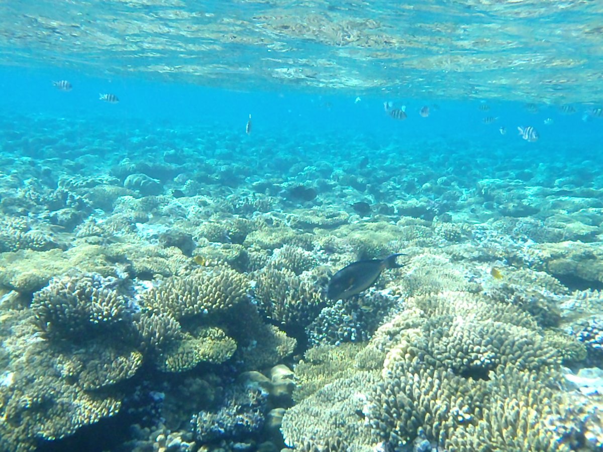 Красное море снорклинг