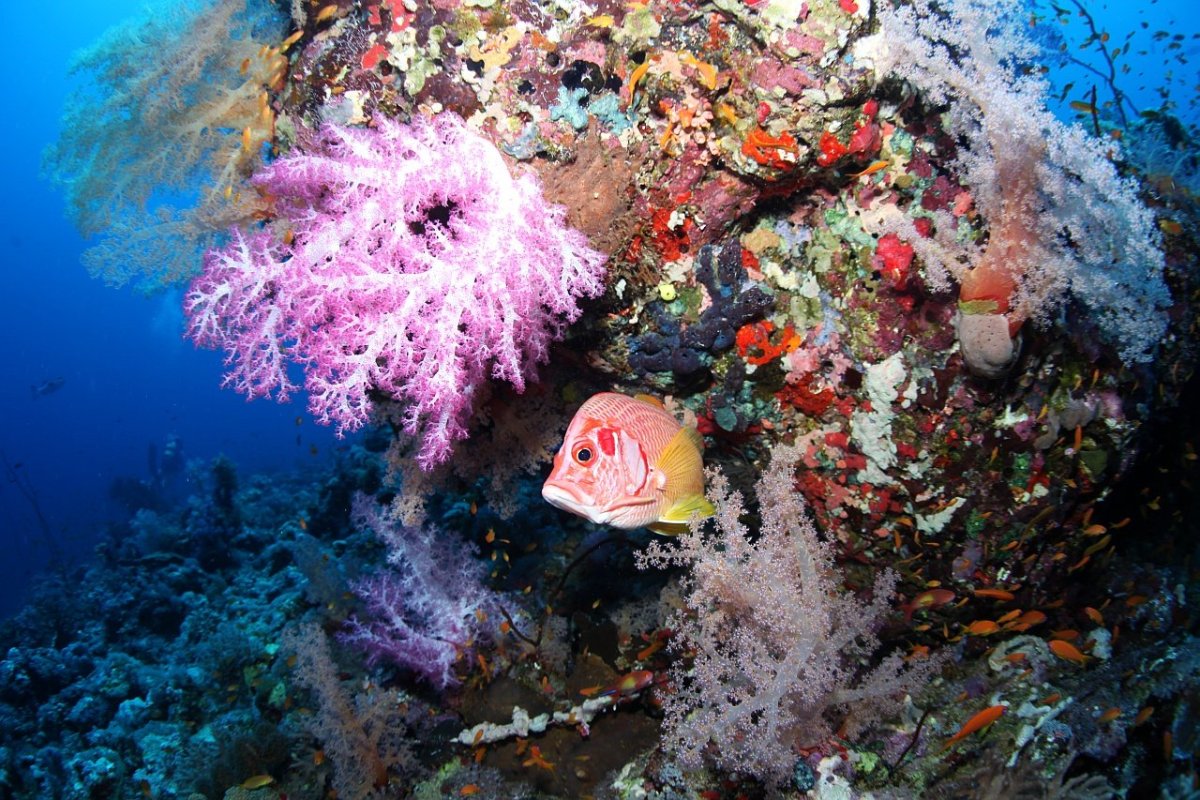 Красота красного моря