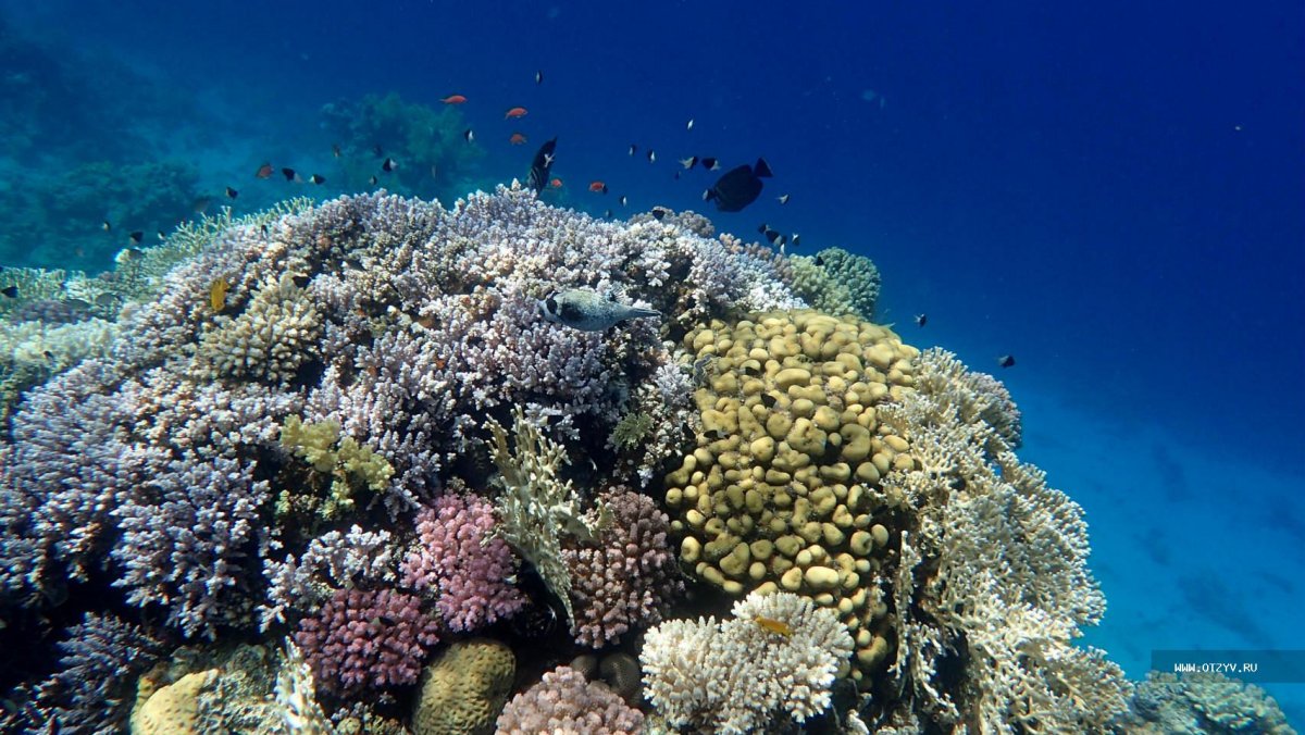Красное море Шарм Гранд Плаза риф