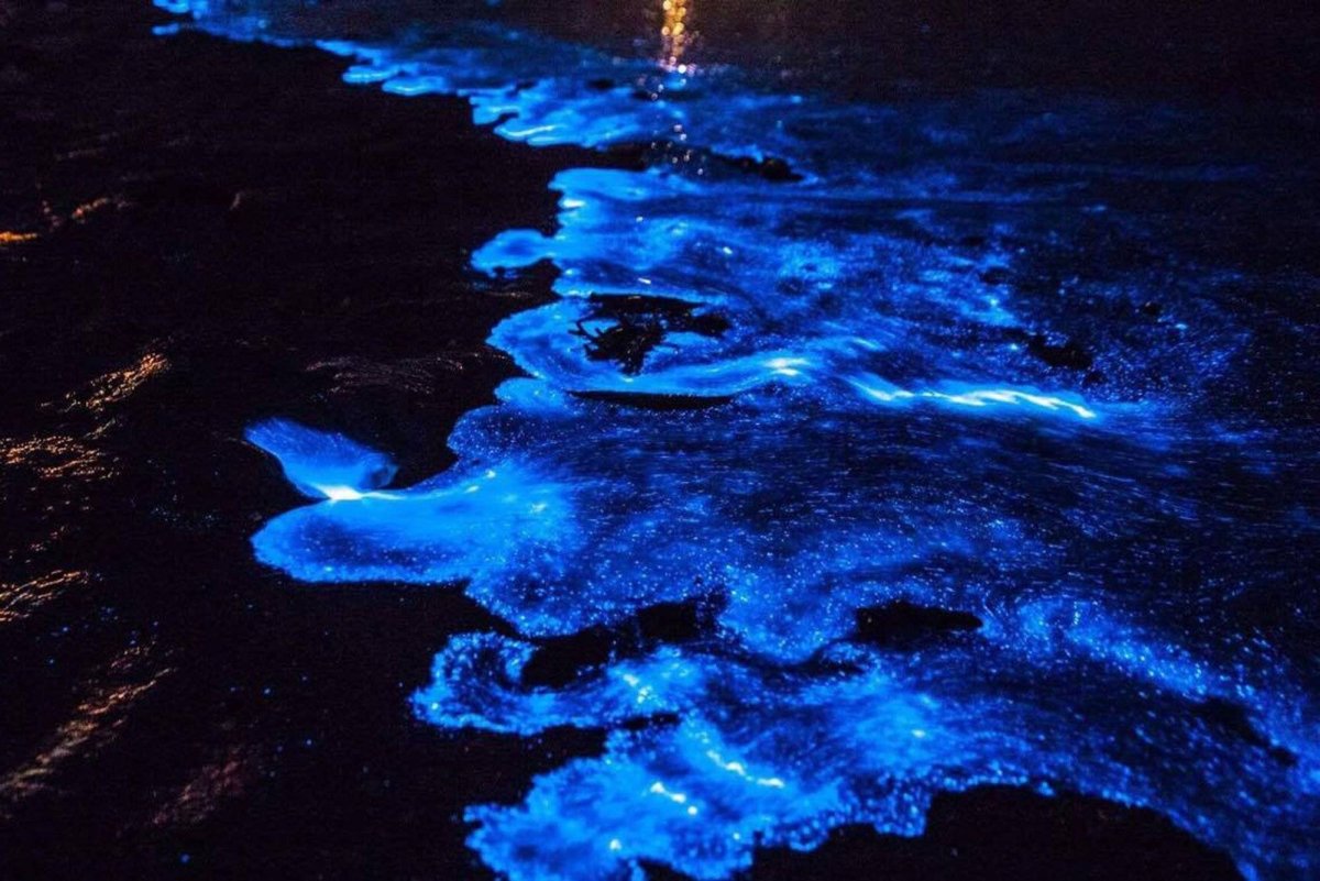 Водоросль ночесветка черное море