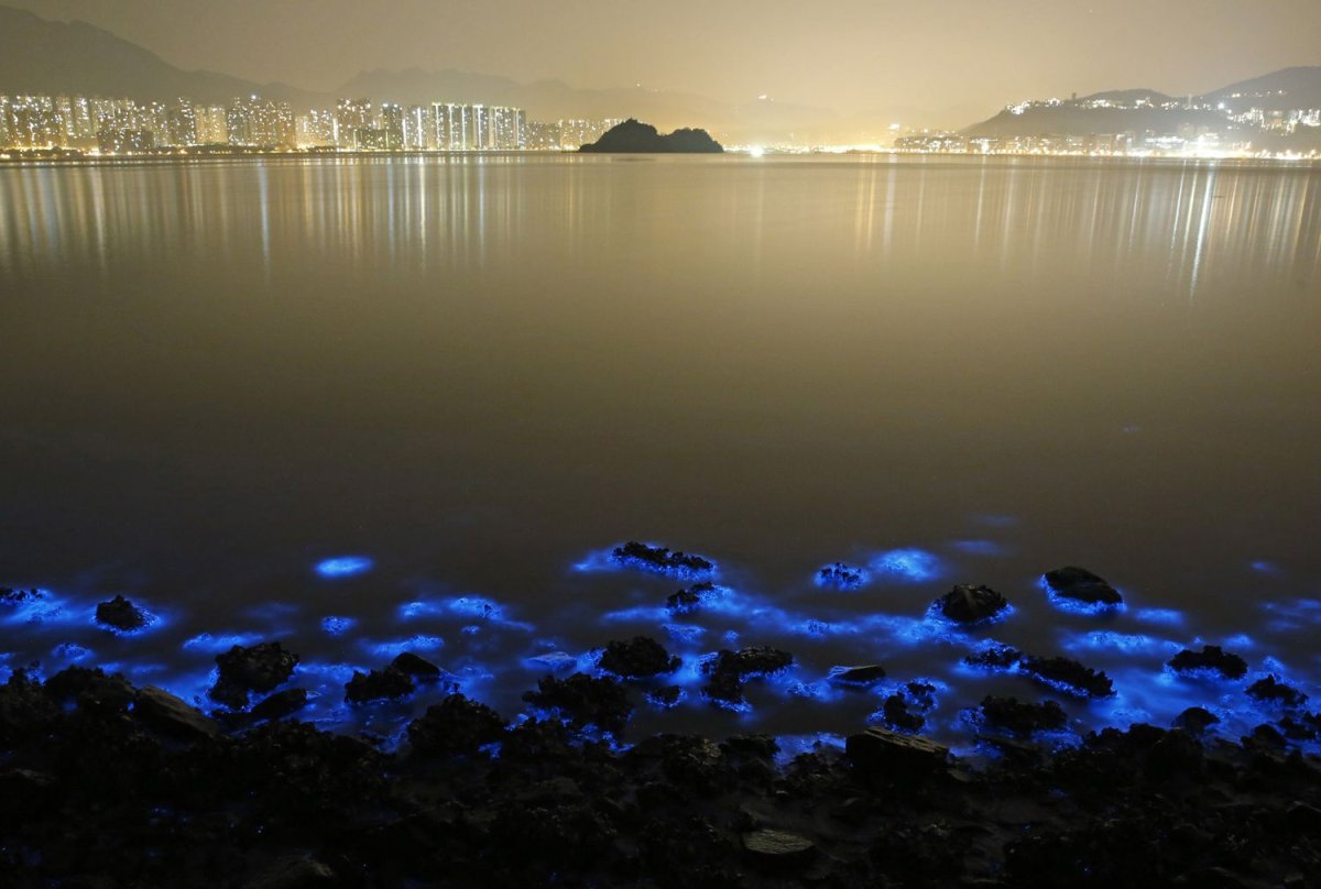 Noctiluca scintillans