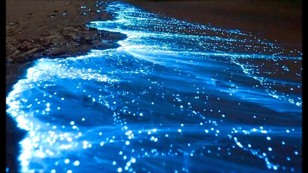 Noctiluca scintillans