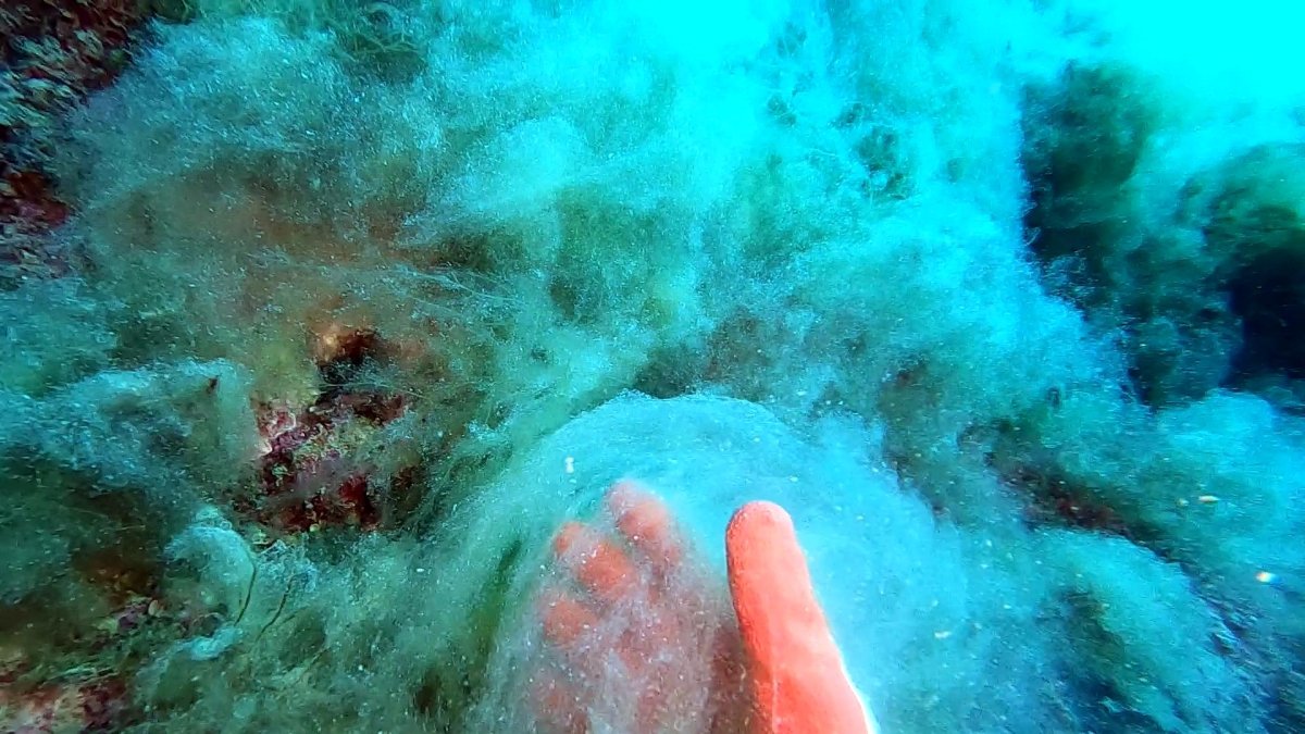 Планктон в Красном море