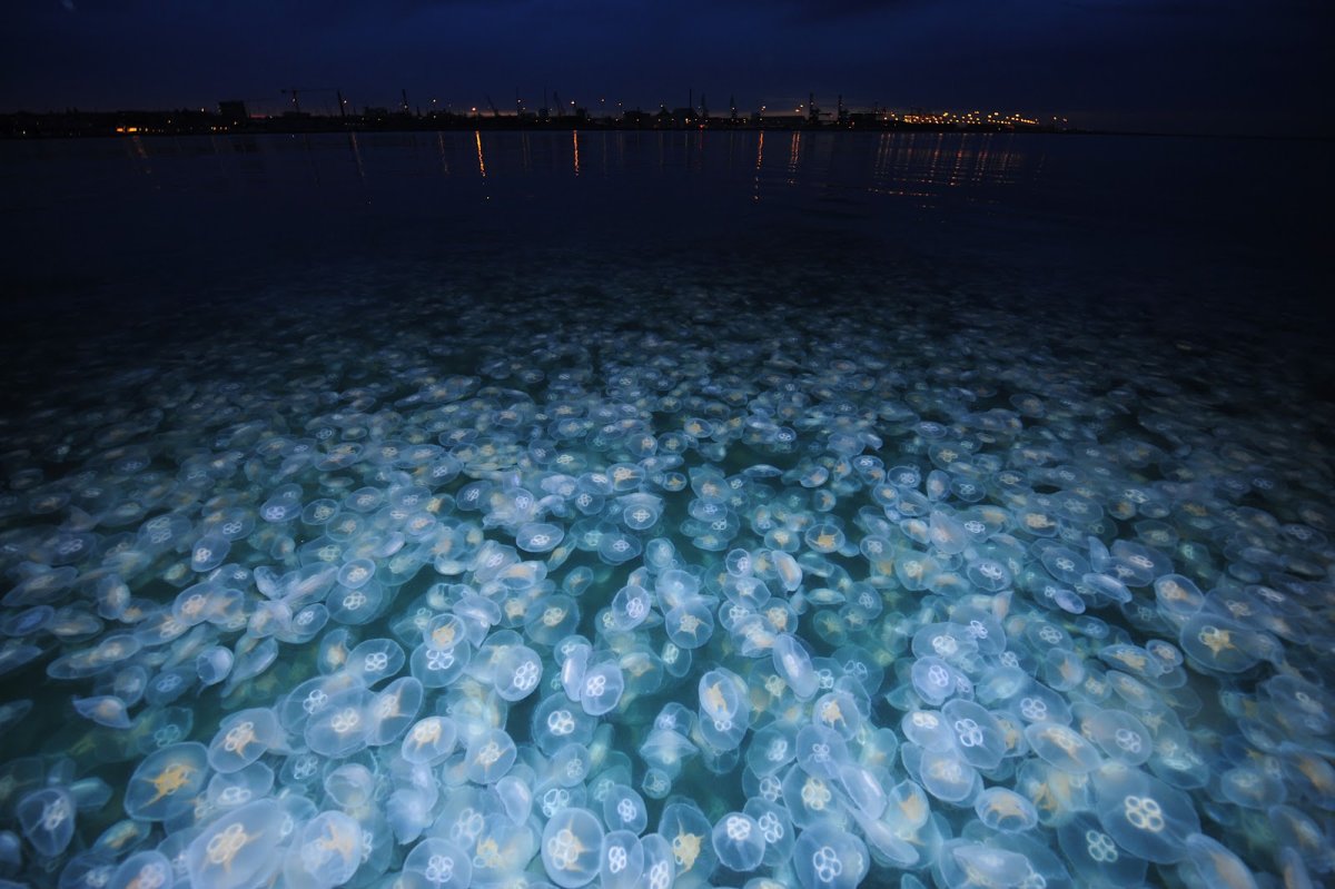 Планктон в черном море