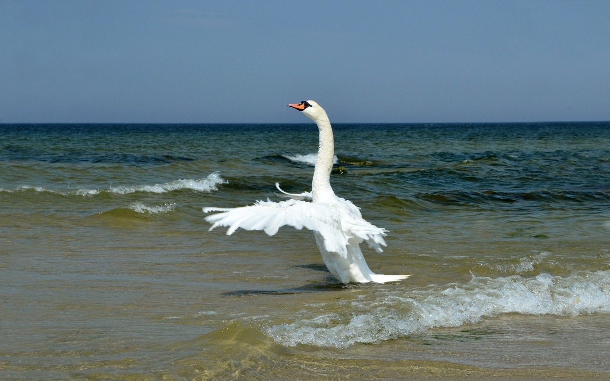 Лебеди на море