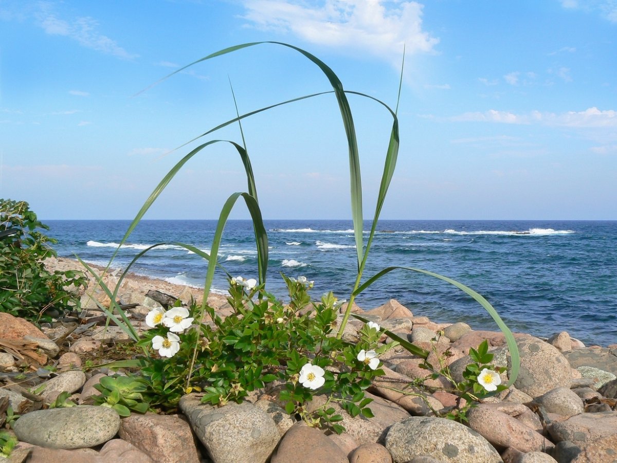 Растения на берегу моря