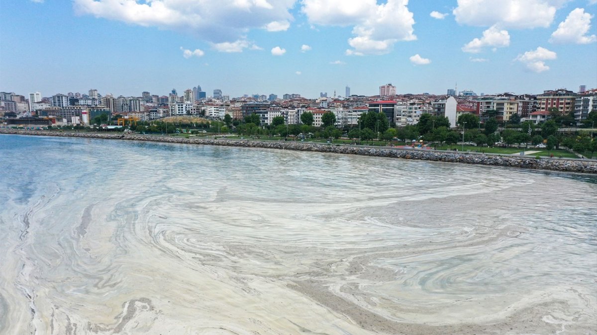 Морские сопли в Турции на Мраморном море