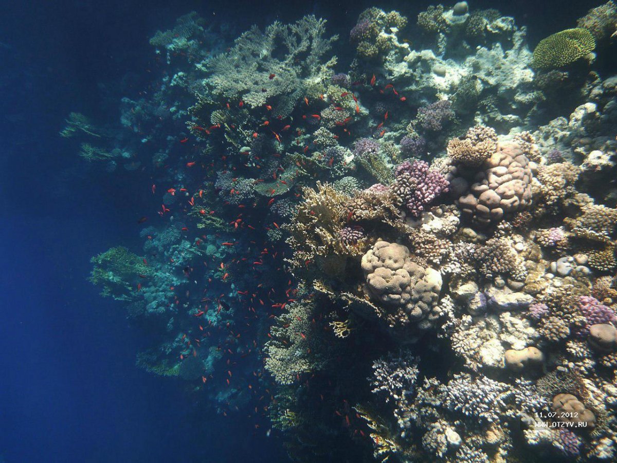Темно коричневый красное море