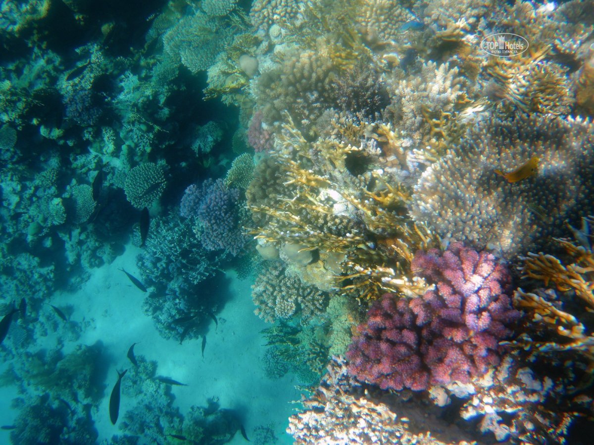 Trichodesmium Erythraeum красное море