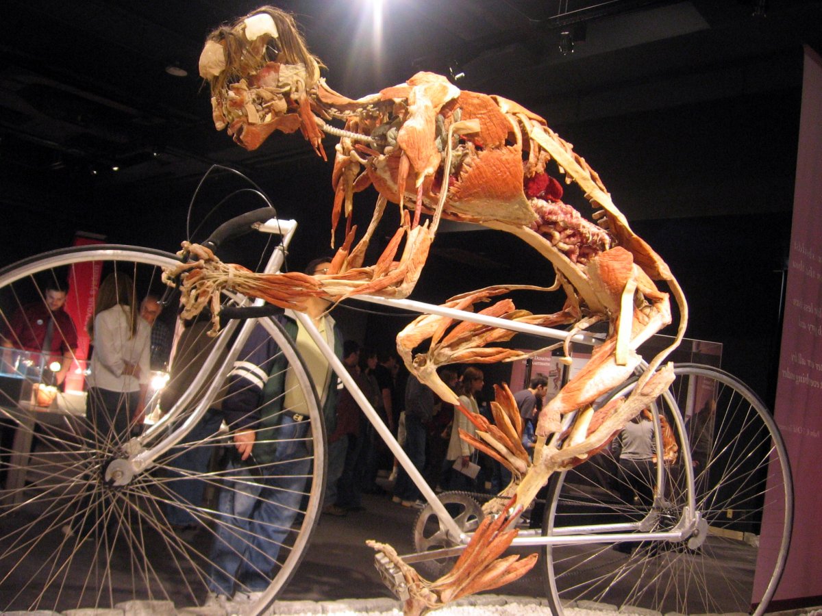 Гюнтер фон Хагенс body Worlds