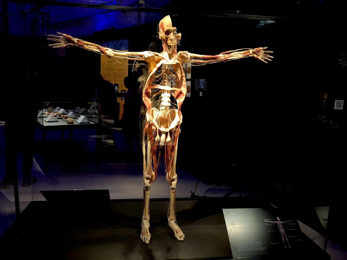 Гюнтер фон Хагенс body Worlds