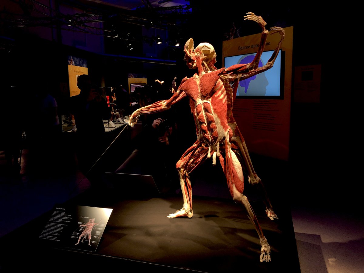 Гюнтер фон Хагенс body Worlds