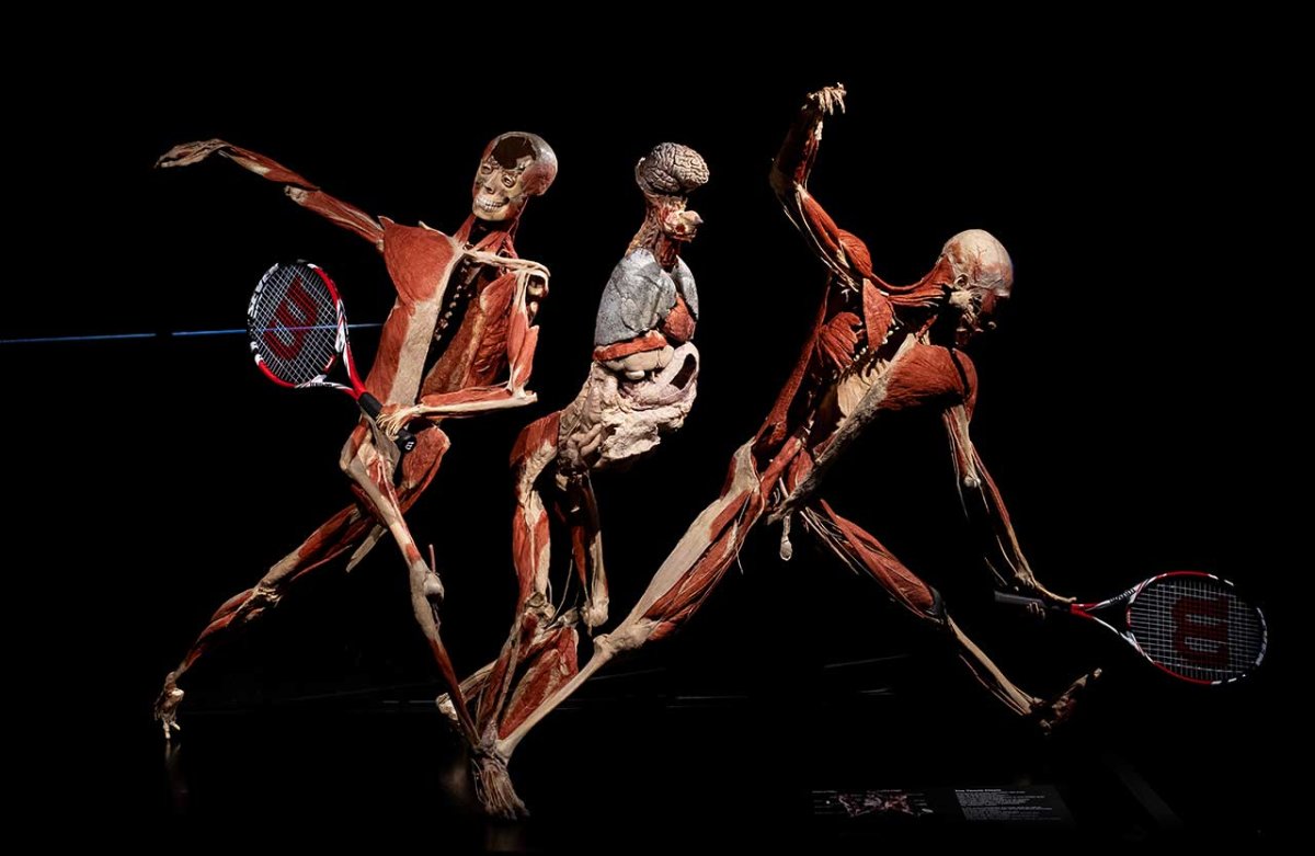 Гюнтер фон Хагенс body Worlds