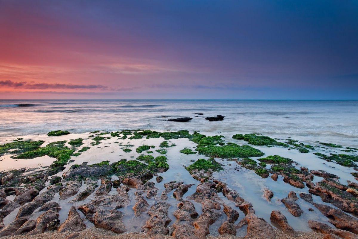 Море Лаптевых водоросли