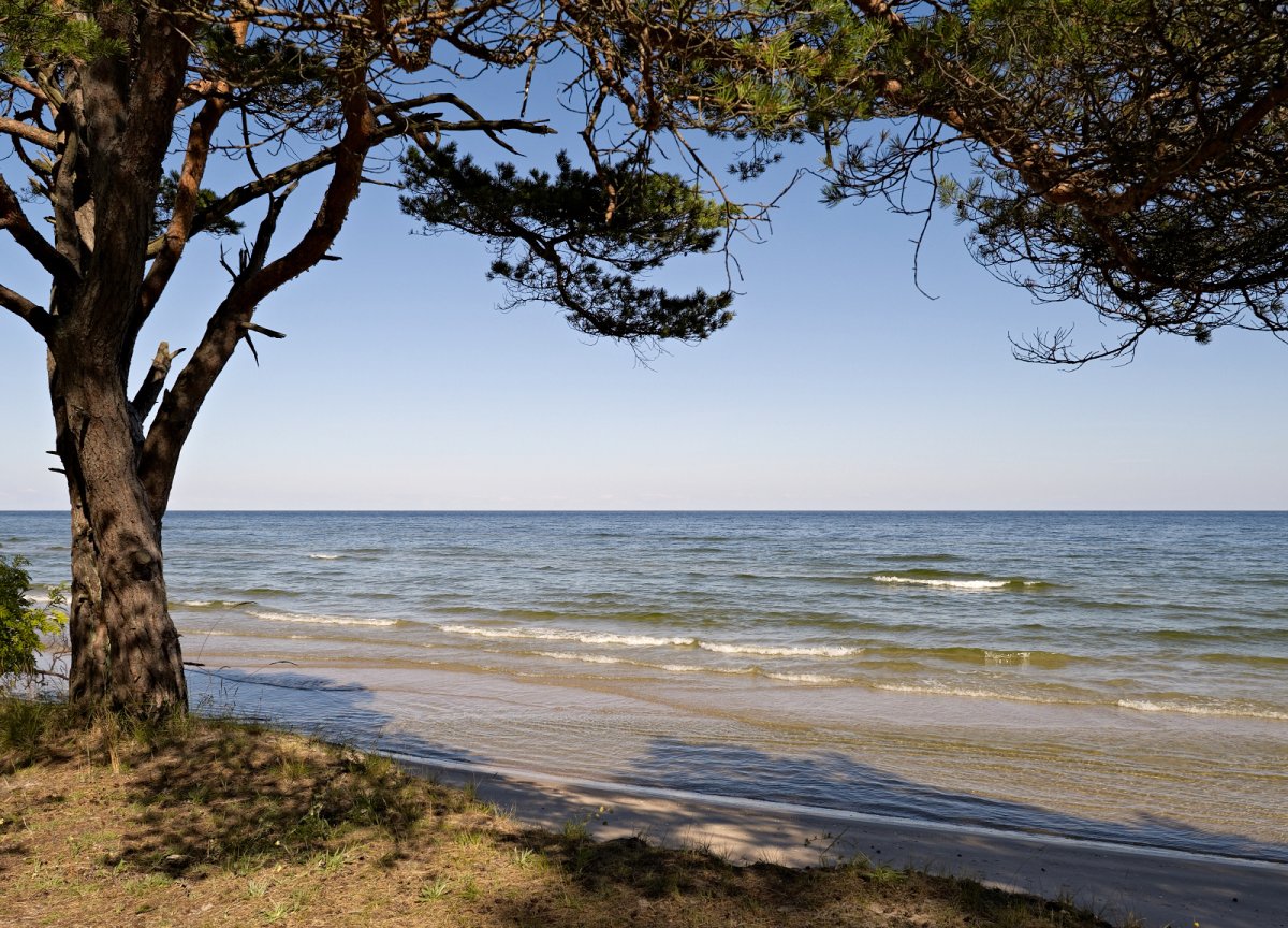 Балтийское море сосны дюны