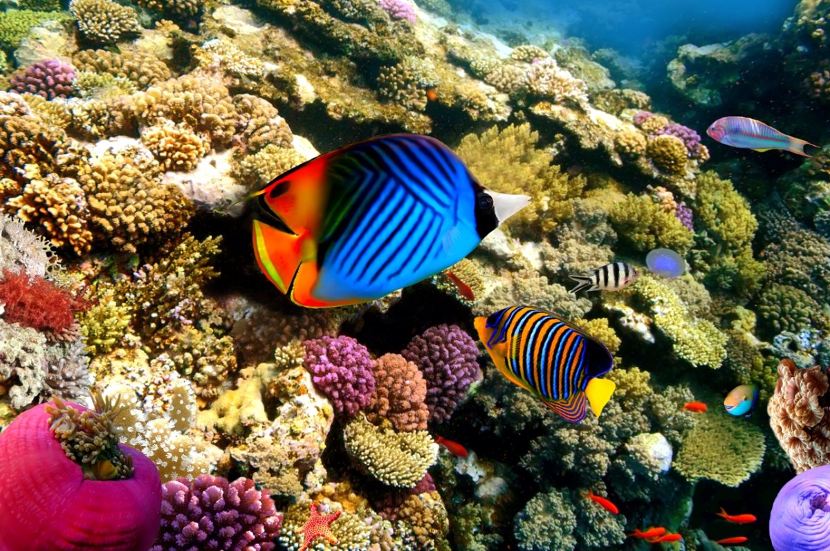 Эйлат красное море рыбки
